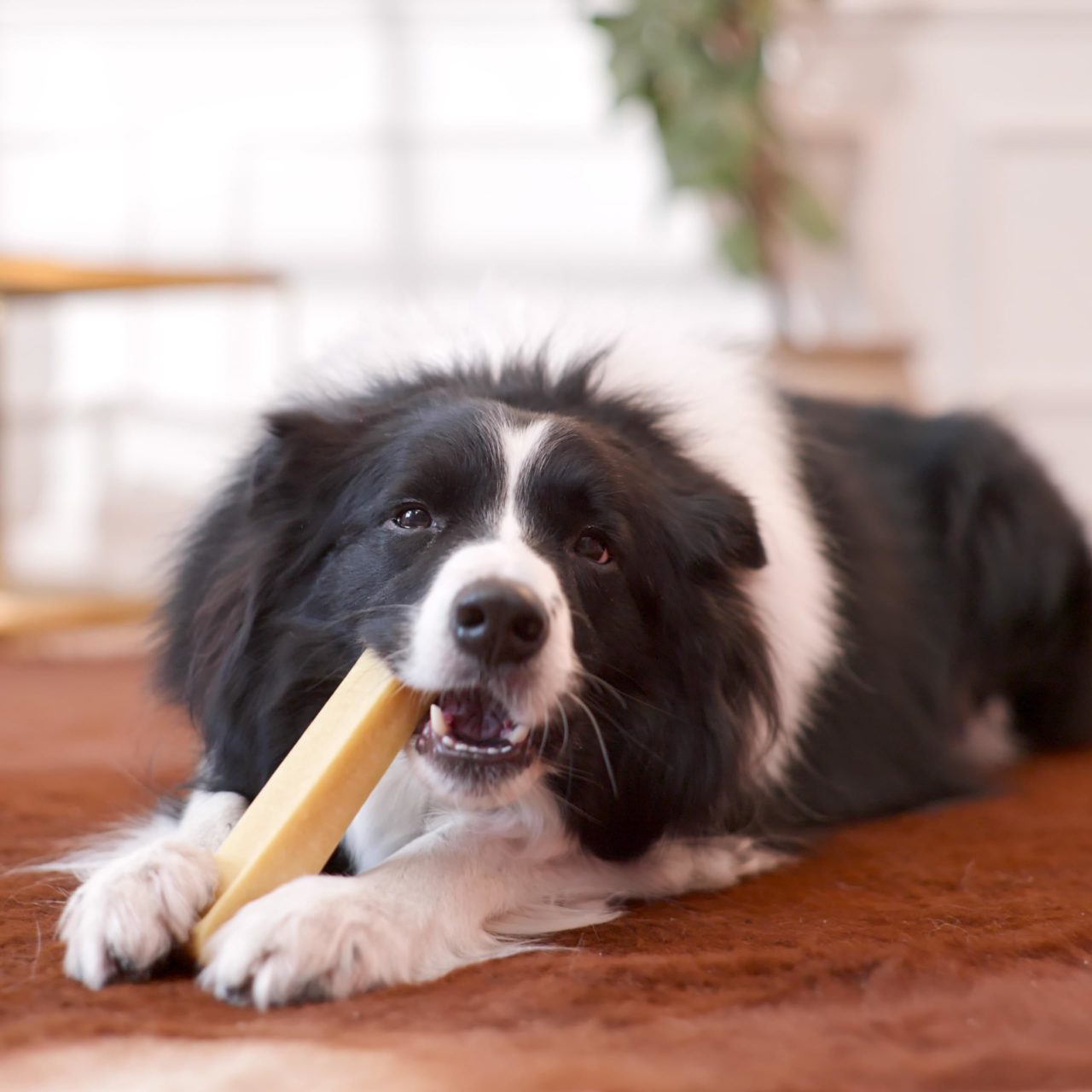 Yak Sticks for Dogs