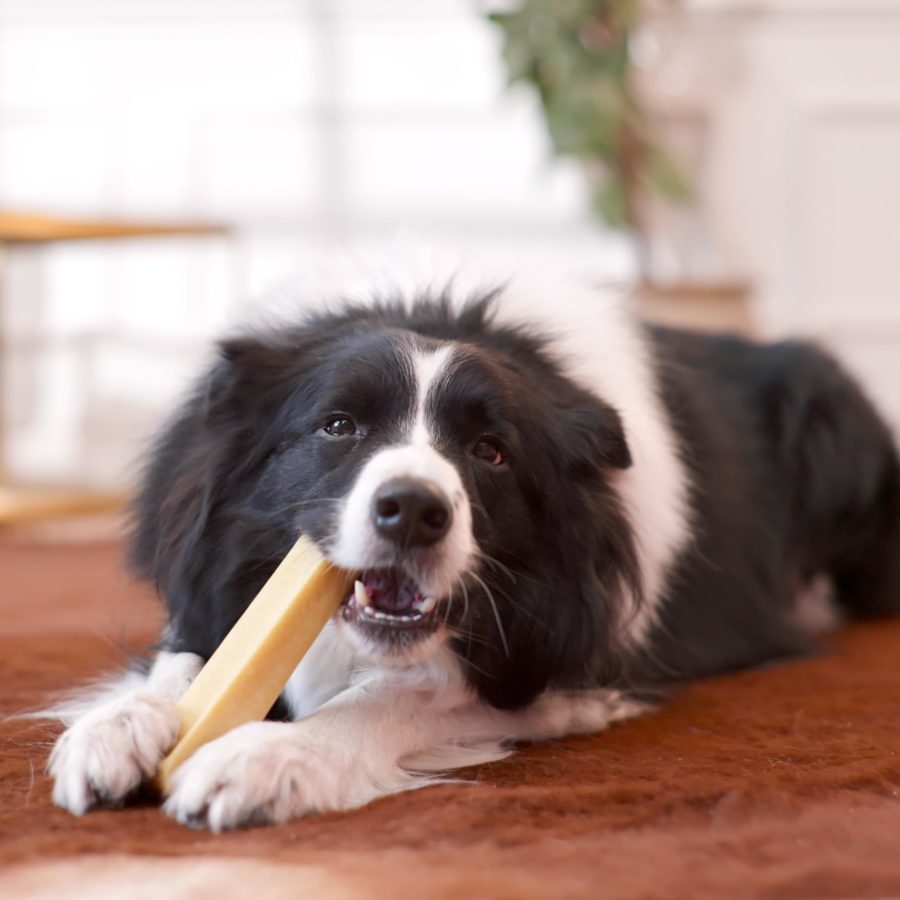 Yak Sticks for Dogs